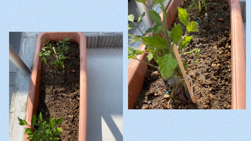 トマトの苗を植えました🍅