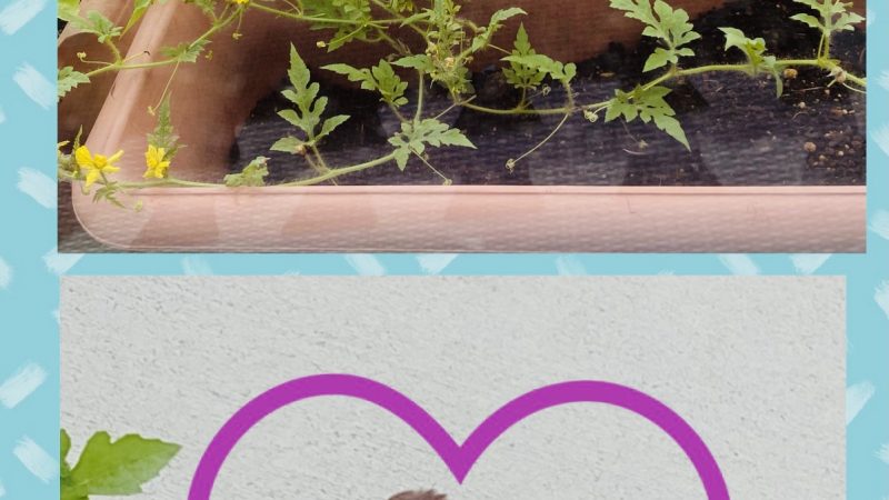 🌈今週のなないろ🌈