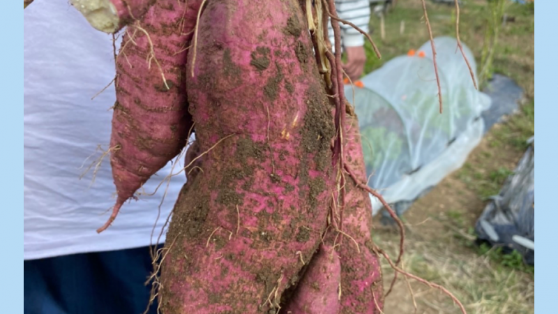 🍠秋の味覚🍠おいもほり🍂