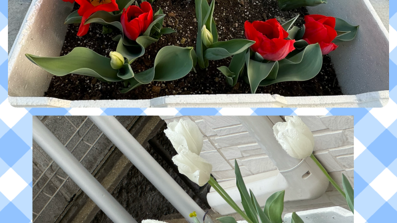 🌷チューリップが咲いたよ🌷