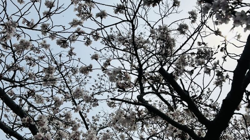 お花見🌸とさいくるらんど🚲💨